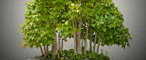 Garten Bonsai Pflanzen