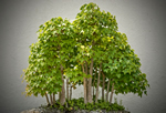 Garten Bonsai Pflanzen