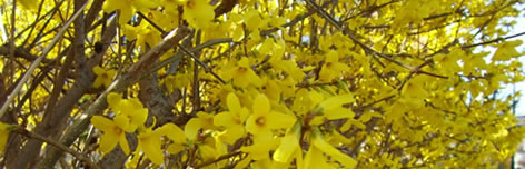 Garten Frühling
