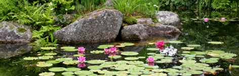 Wasserpflanzen
